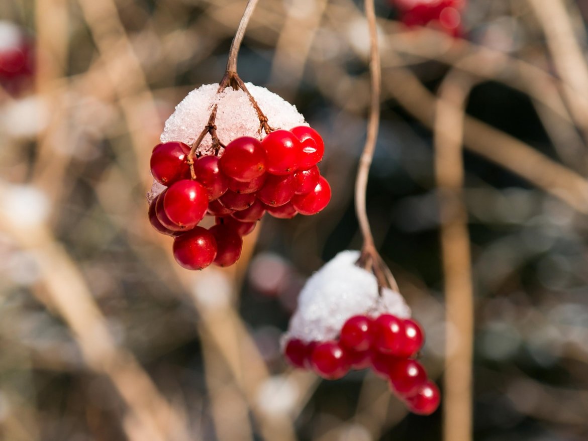 berries-656745_1920.jpg